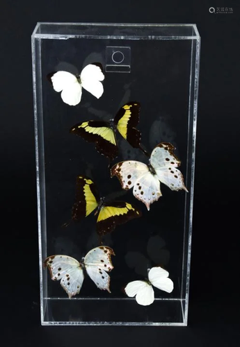 Preserved Mounted Butterfly Wall Art