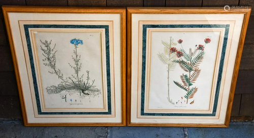 Pair of Custom Framed Antique Botanical Prints