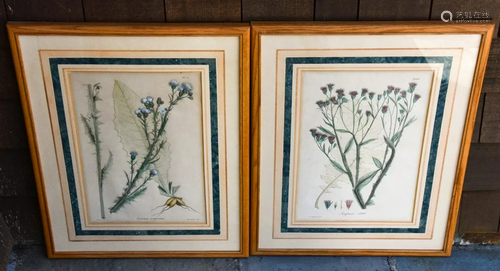 Pair of Custom Framed Antique Botanical Prints