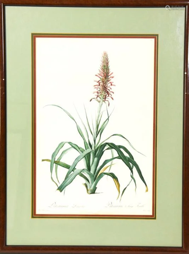 Pierre J. Redoute Pitcairnia Latifolia Lithograph