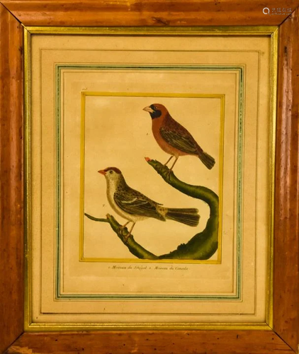 Antique 18th C Ornithological Print in Maple Frame