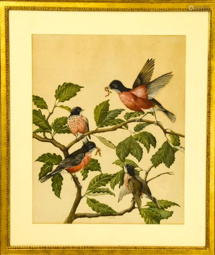 Antique 19th C Watercolor Painting of Robin Birds