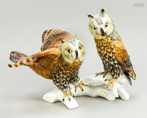 Pair of owls, Ens, naturalisti