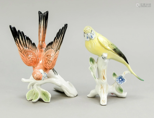 Two budgies, Ens, polychrome p