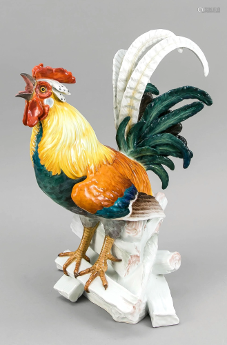 Crowing house rooster on a woo