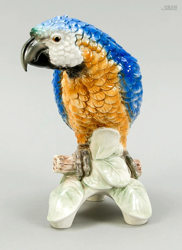 Parrot on a branch, Goebel, Oe