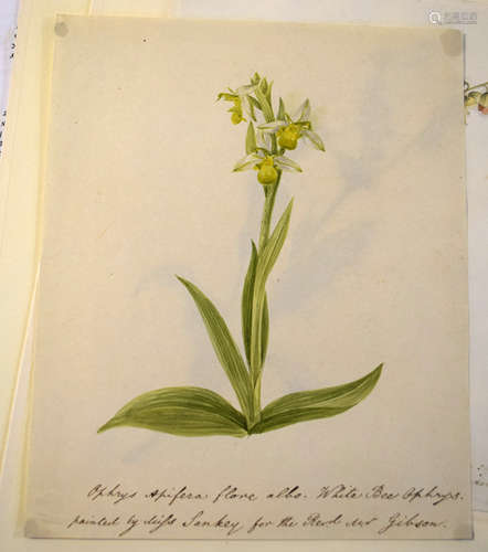 19th century botanical watercolour of a white bee orchid, in...