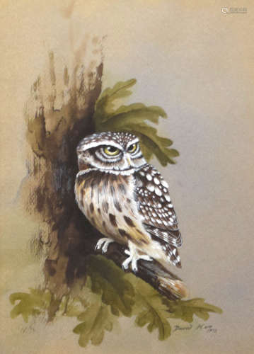 David Ord Kerr, Little Owl, watercolour and gouache, signed ...