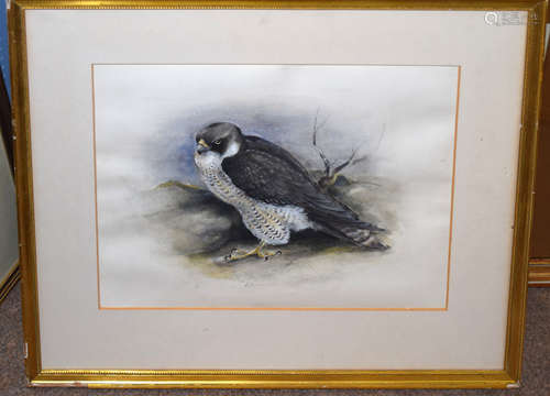 Ord, Peregrine falcon, pen, ink and watercolour, signed and ...