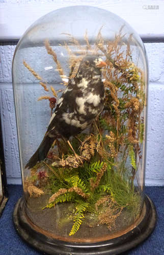 Taxidermy of a bird amongst foliage, in a glass dome on wood...