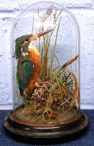 Taxidermy of a kingfisher on a branch beneath a dome with wo...