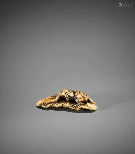 YOSHITOMO: AN IVORY NETSUKE OF TWO FROGS WRESTLING ON A LOTU...