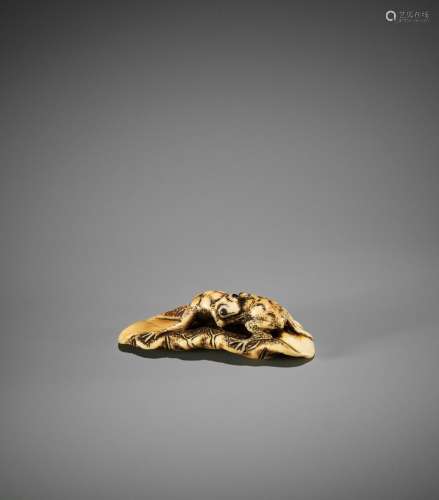 YOSHITOMO: AN IVORY NETSUKE OF TWO FROGS WRESTLING ON A LOTU...