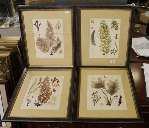 A group of four Victorian seaweed or phycology prints, colou...