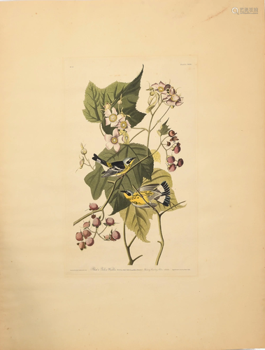 Audubon, Havell Double Elephant, Warbler Plate 223