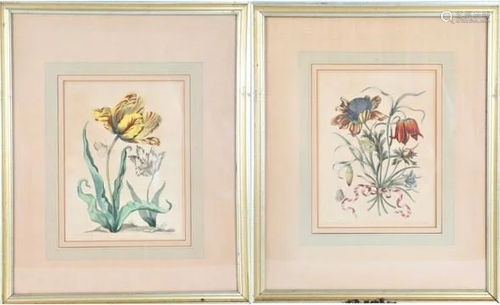 Pair of M.S. Merian Hand-colored Engravings