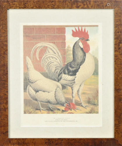 JW Ludlow, Chromolithograph 