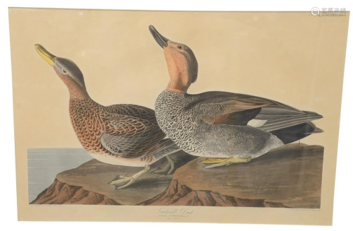 After John James Audubon (American, 1785 - 1851),