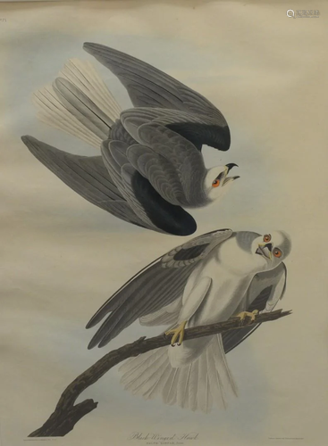 After John James Audubon (American, 1785 - 1851),