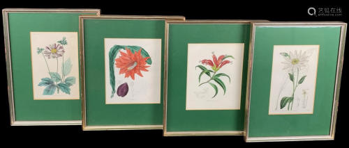 Lot 4 Botanical Specimen Drawings, Colored Prints