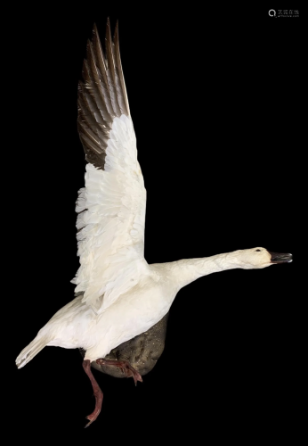 Taxidermy Mounted Snow Goose In Flight