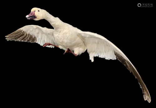 Taxidermy Mounted Snow Goose In Flight