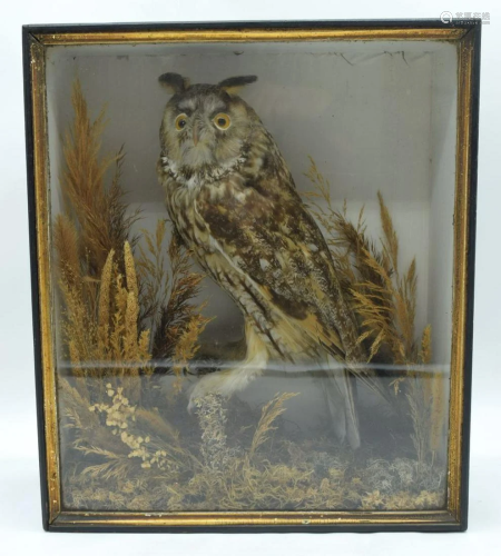 A cased taxidermy large Eared Owl 34 x 60