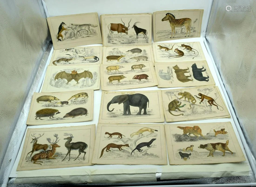 A collection of Colour lithographic plates of animals