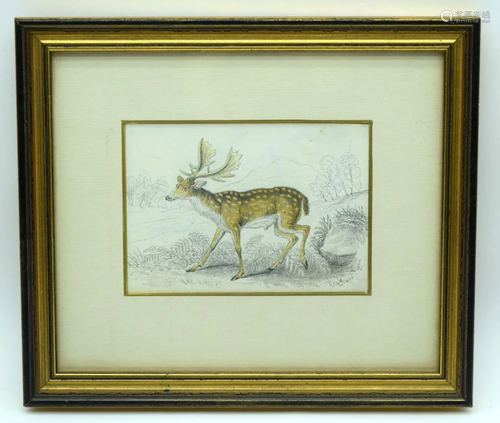 Small early Victorian framed watercolour of a deer