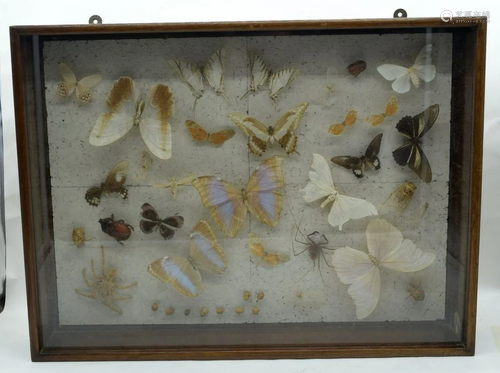 A cased Lepidopterist display of butterflies and