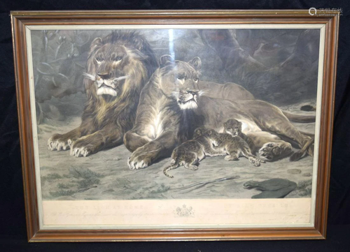 Framed Lithograph by Lefevre of Lions 56 x 49cm.