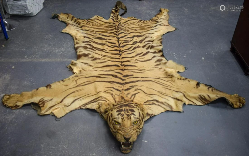 A LATE VICTORIAN TAXIDERMY FULL TIGER SKIN with teeth