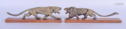 A RARE PAIR OF 19TH CENTURY CONTINENTAL CARVED Buffalo