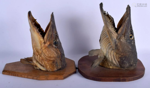 A PAIR OF EDWARDIAN TAXIDERMY PIKE HEADS. Largest 27 cm
