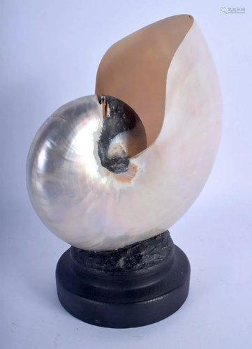 A NAUTILUS SHELL SPECIMEN. 22 cm x 14 cm.