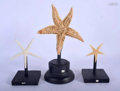 THREE VINTAGE CORAL STARFISH TAXIDERMY SPECIMENS. 2…