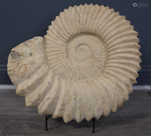FOSSIL. Ammonite Fossil on Stand.