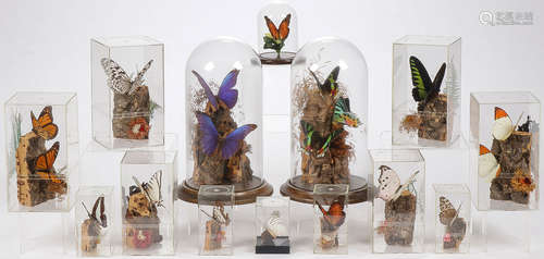 LARGE BUTTERFLY TAXIDERMY GROUPING