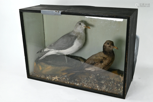 A taxidermy group of a herring gull and fledgling