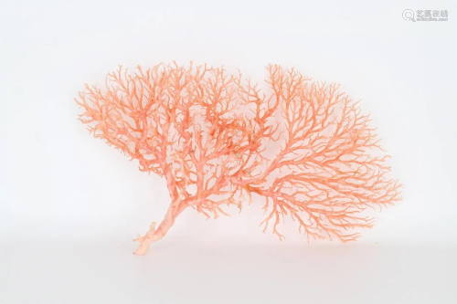 Large Angel Skin Coral Tree Speciman