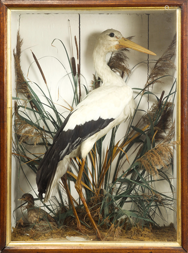 A cased taxidermy European Stork circa 1865