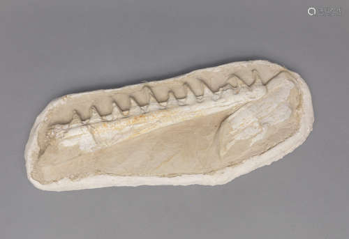 Collectible Shark Fossil Sculpture