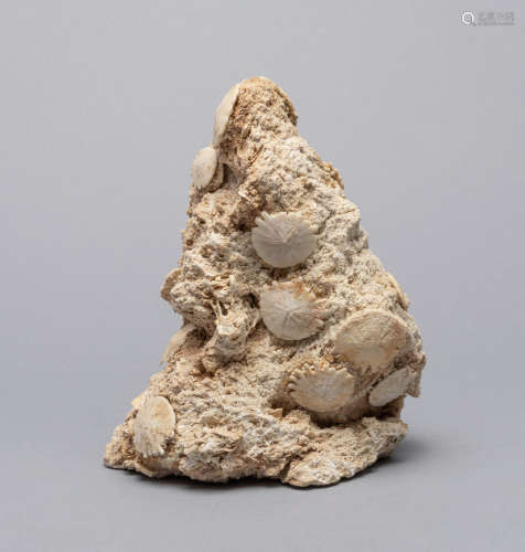 Collectible Fossilized Seabiscuit Pillar