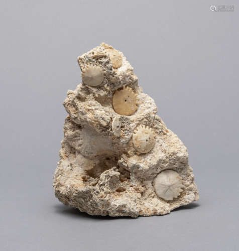 Collectible Fossilized Seabiscuit Pillar