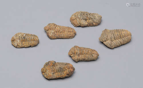 Collectible Sets Trilobite Fossil Sculptures