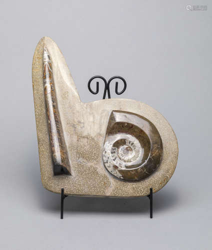 Designed Ammonite Fossil Table Sculpture