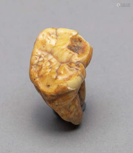 Collectible Cave Bear Tooth Fossil