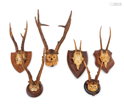 A Collection of Small Antler Mounts