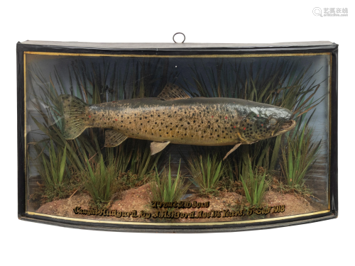 A Taxidermy Trout in Shadowbox Frame