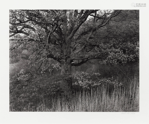 George Tice (American, b. 1938) Oak Tree, Holmdel, New